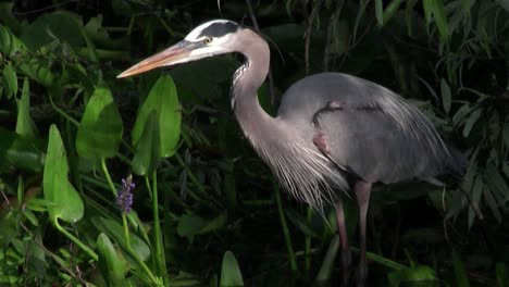 A-great-blue-heron-feeds-in-a-marshland-1