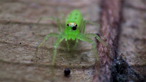 A-green-jumping-spider-up-close