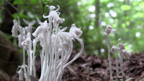 An-Indian-pipe-plant-grows-on-the-forest-floor