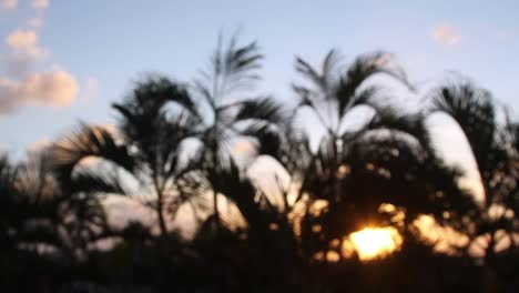 Cancun-Palm-Trees-2