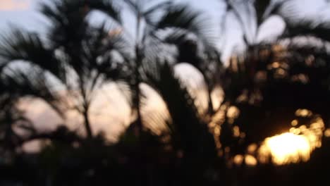 Cancun-Palm-Trees-5