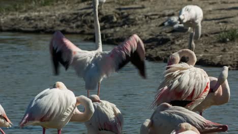 Carmargue-Flamingos-08