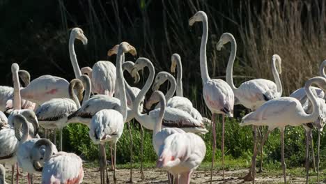 Carmargue-Flamingos-09