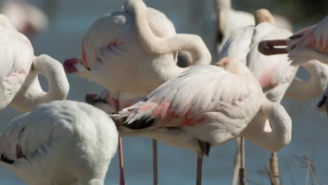 Carmargue-Flamingos-15