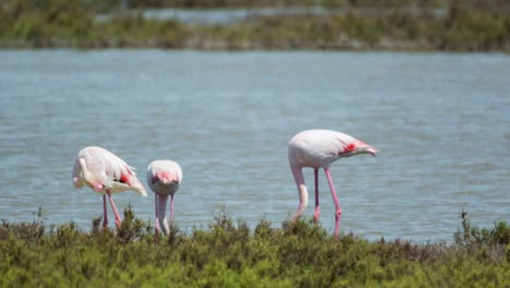 Carmargue-Flamingos-18