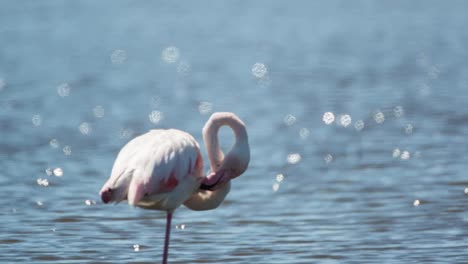 Carmargue-Flamingos-23