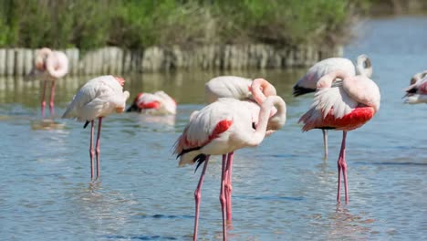 Carmargue-Flamingos-27