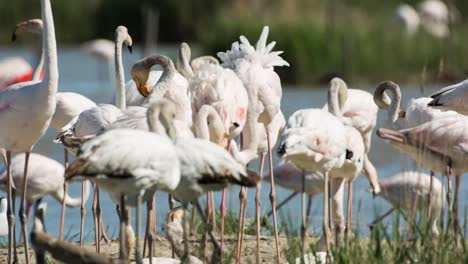 Carmargue-Flamingos-32