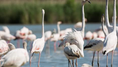 Carmargue-Flamingos-33
