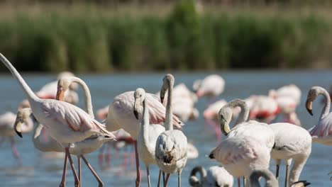 Carmargue-Flamingos-36