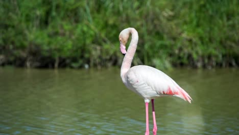 Carmargue-Flamingos-39