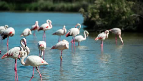 Carmargue-Flamingos-41