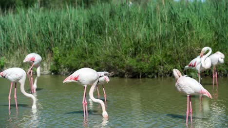 Carmargue-Flamingos-46