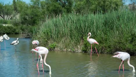 Carmargue-Flamingos-47