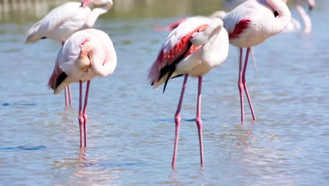 Carmargue-Flamingos-49