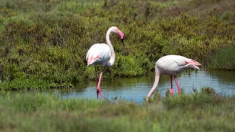 Carmargue-Flamingos-58