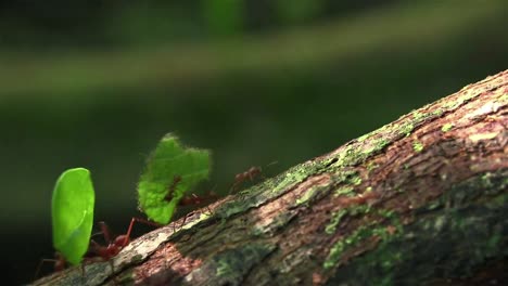 Leafcutter-ants-move-across-a-tree-branch
