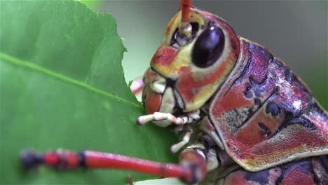 Extreme-close-up-of-a-lubber-grasshopper-locust-eating-a-green-leaf