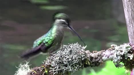 Ein-Weiblicher-Prächtiger-Kolibri