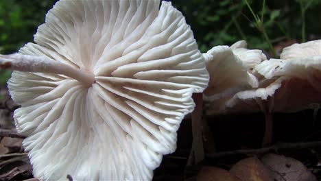 A-gorgeous-giant-mushroom-grows-on-the-forest-floor