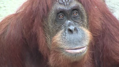 An-orangutan-looks-around
