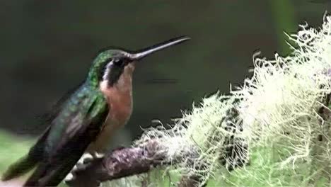 A-hummingbird-up-close-on-a-branch