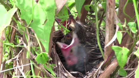 Baby-birds-in-a-nest-open-their-mouths-for-food