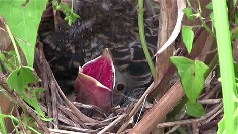 Vogelbabys-In-Einem-Nest-öffnen-Ihren-Mund-Für-Nahrung