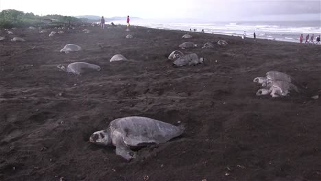 Dozens-of-olive-Ridley-sea-turtles-move-up-a-beach-to-lay-eggs