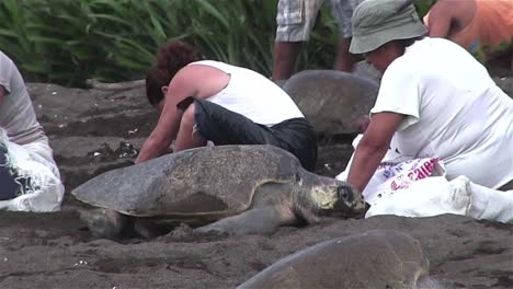 Menschen-Mit-Oliven-Ridley-Meeresschildkröten-An-Einem-Strand-In-Mexiko