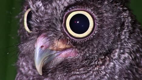 A-screech-owl-looks-with-giant-eyes