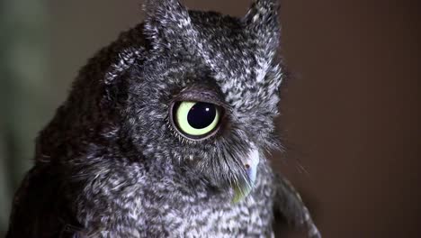 A-screech-owl-looks-with-giant-eyes-1