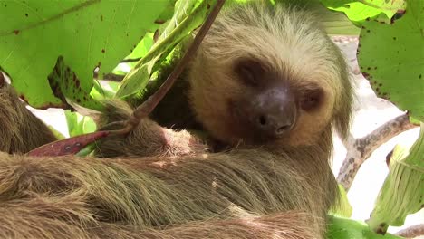 A-two-toed-sloth-hangs-in-a-tree