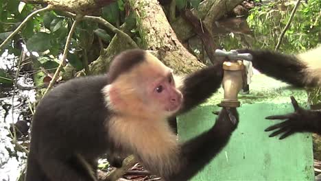 Two-capuchin-monkeys-play-around-a-water-spigot
