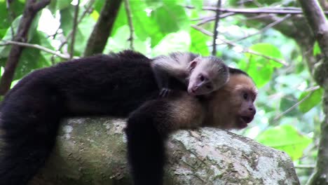 Two-capuchin-monkeys-play-in-a-tree