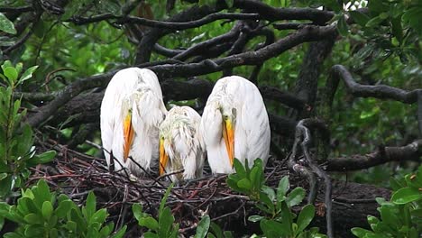 Three-cranes-in-a-nest-in-the-rain