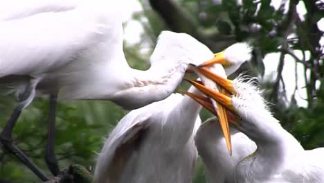 A-mother-crane-feeds-three-chicks