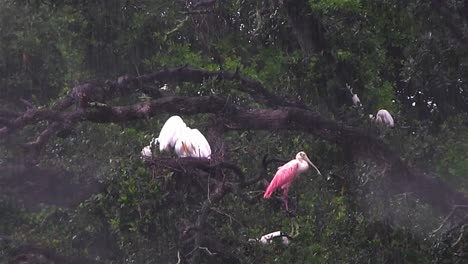 A-roseate-spoonbill-and-other-birds-take-refuge-from-the-rain