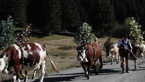 Tiroler-Rinder-Geschmückt-Gehen-Eine-Straße-In-Den-Alpen-Hinauf