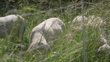 Sheep-and-lambs-graze-in-a-green-field-of-tall-grass