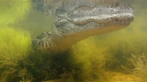 Eine-Erstaunliche-Aufnahme-Eines-Alligators,-Der-Unter-Wasser-Schwimmt