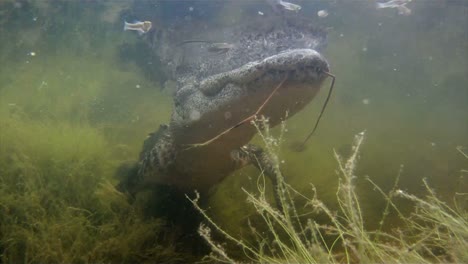 Eine-Erstaunliche-Aufnahme-Eines-Alligators,-Der-Unter-Wasser-Schwimmt-1