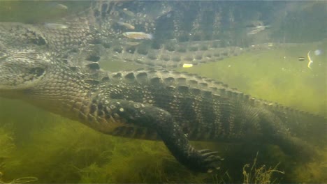 Eine-Erstaunliche-Aufnahme-Eines-Alligators,-Der-Unter-Wasser-Schwimmt-2