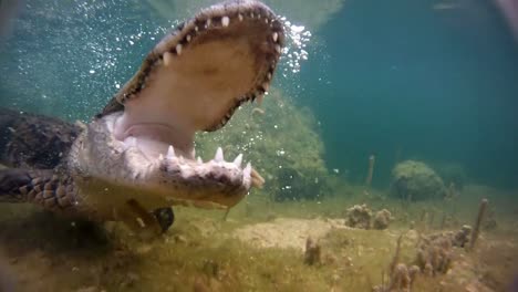 An-alligator-thrashes-underwater-and-catches-a-fish