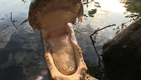 An-alligator-emerges-from-a-swamp-and-touches-the-camera-with-its-snout