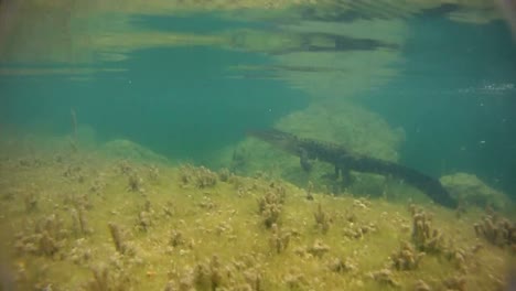 Ein-Alligator-Schwimmt-Unter-Wasser