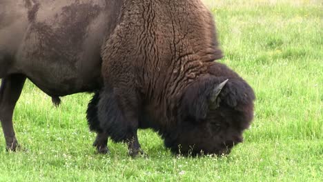 A-bison-forages-in-grasslands-1