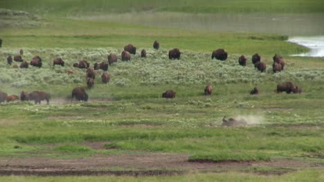 Buffalo-graze-in-the-distance-in-Yellowstone-National-park-1
