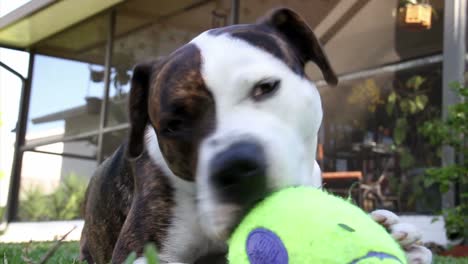 A-dog-plays-with-a-squeaky-toy