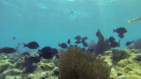 Beautiful-tropical-fish-swim-around-a-reef-underwater